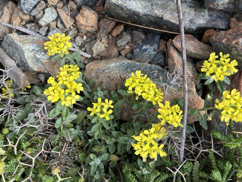 Alyssum spruneri photo 4