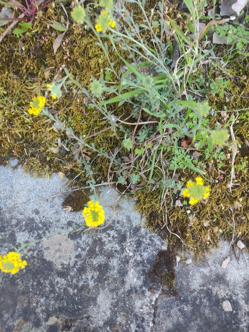Alyssum spruneri photo 5