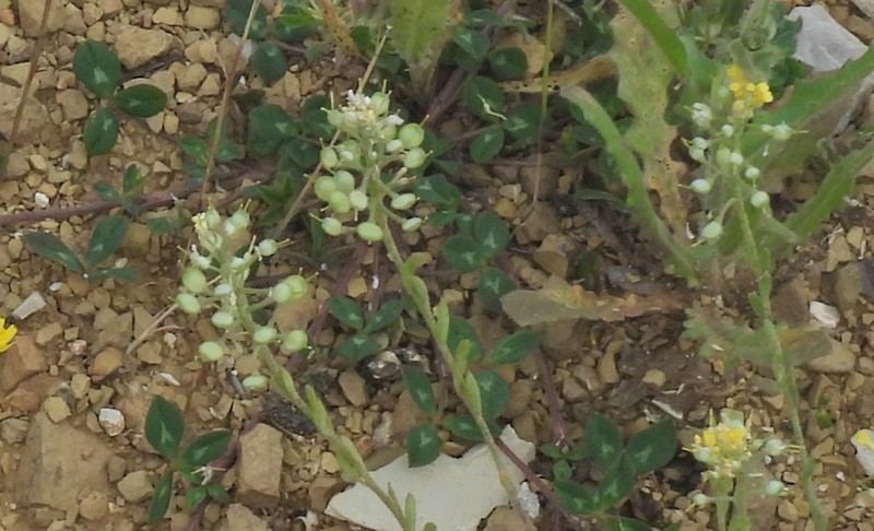 Alyssum spruneri photo 6