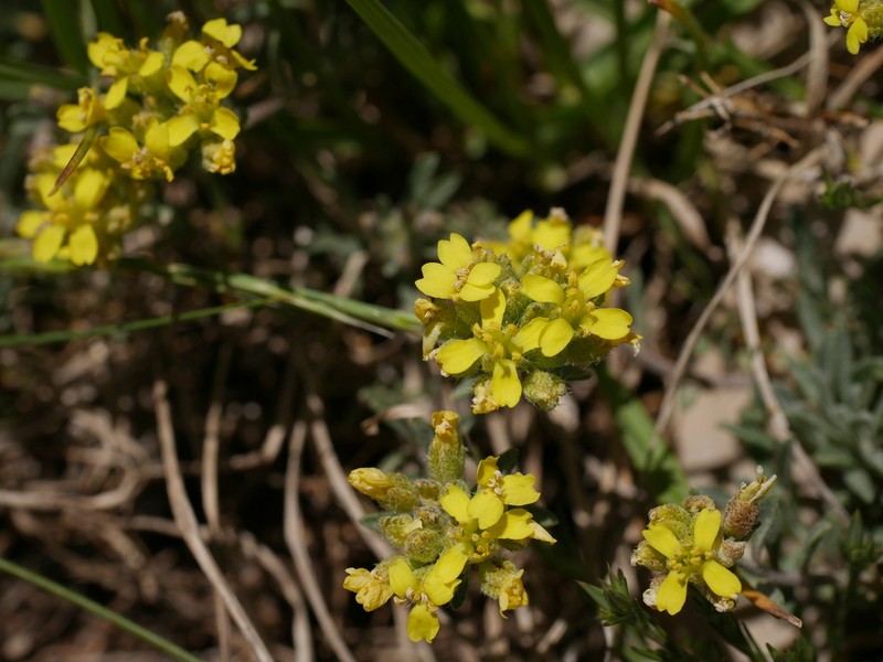 Alyssum spruneri photo 7