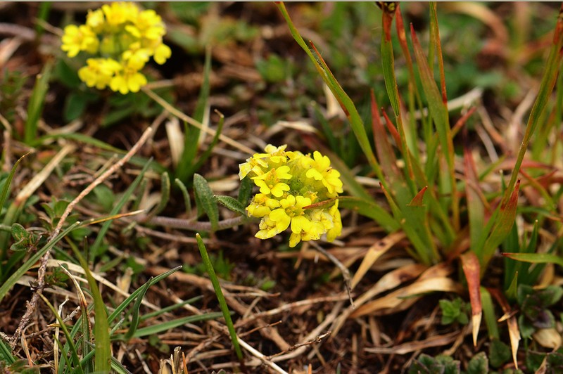 Alyssum spruneri photo 8