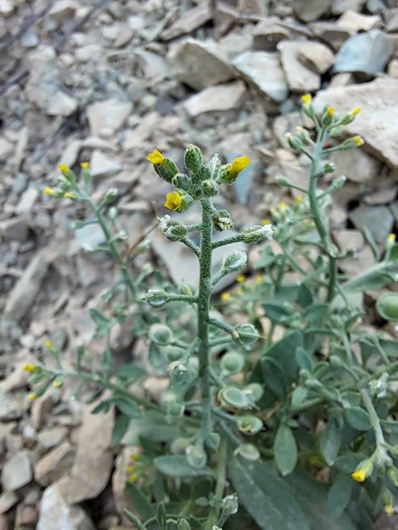 Alyssum stapfii