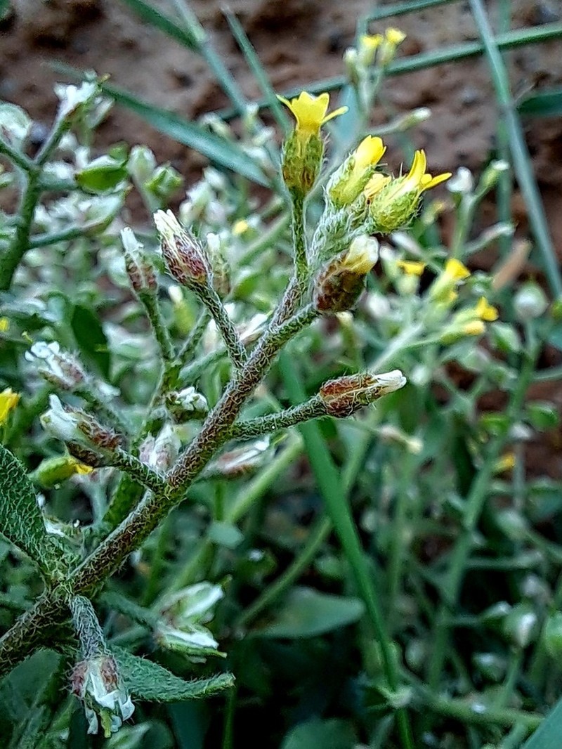 Alyssum stapfii photo 2