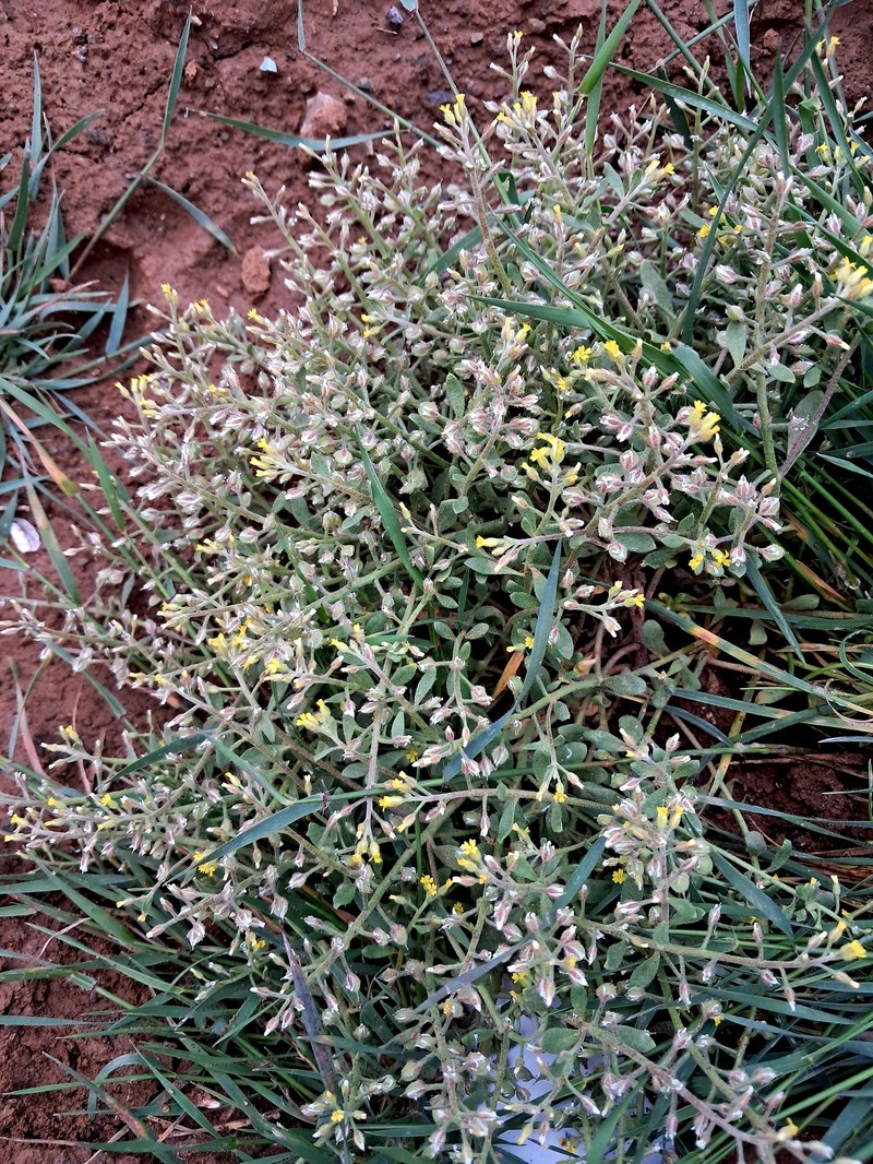 Alyssum stapfii photo 4