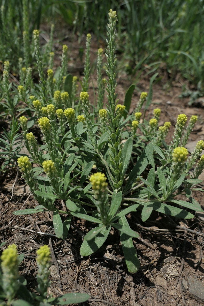 Alyssum strictum photo 2