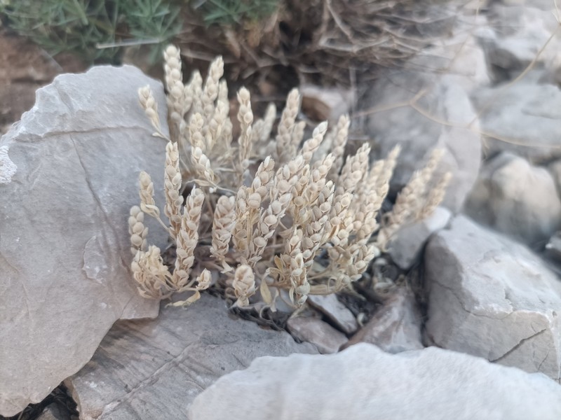Alyssum strictum photo 5