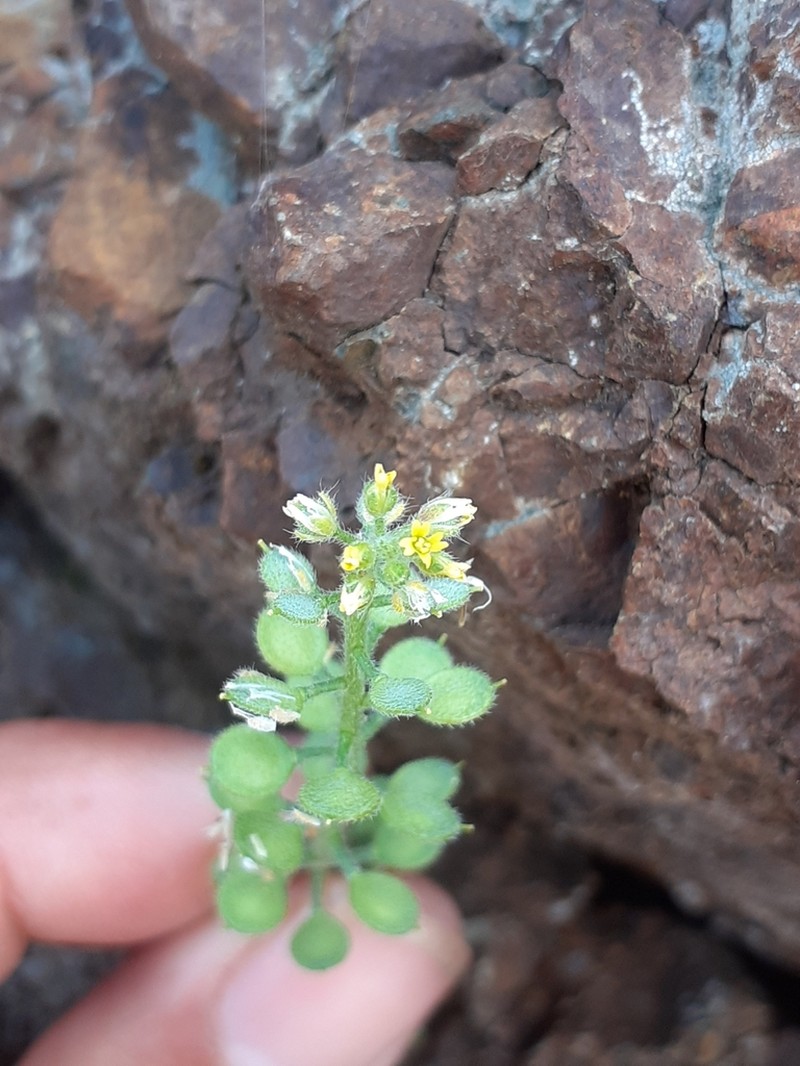 Alyssum
