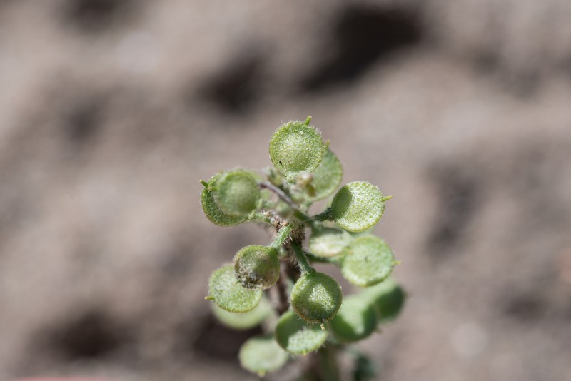 Alyssum photo 3