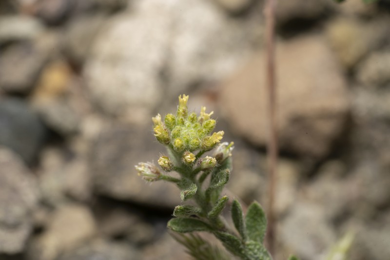 Alyssum photo 4