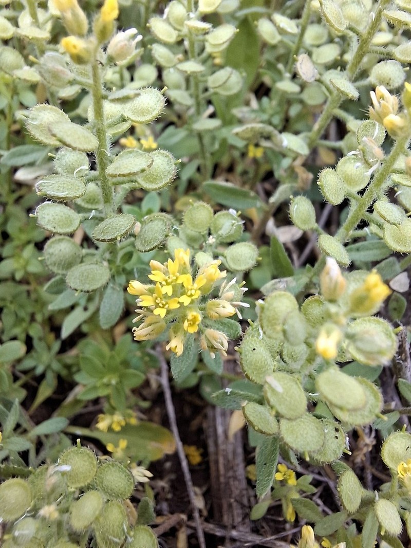 Alyssum photo 5