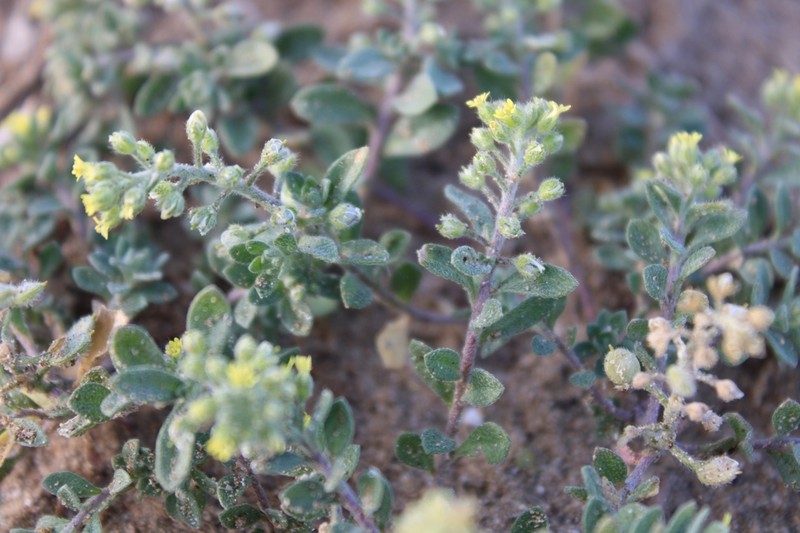 Alyssum photo 6