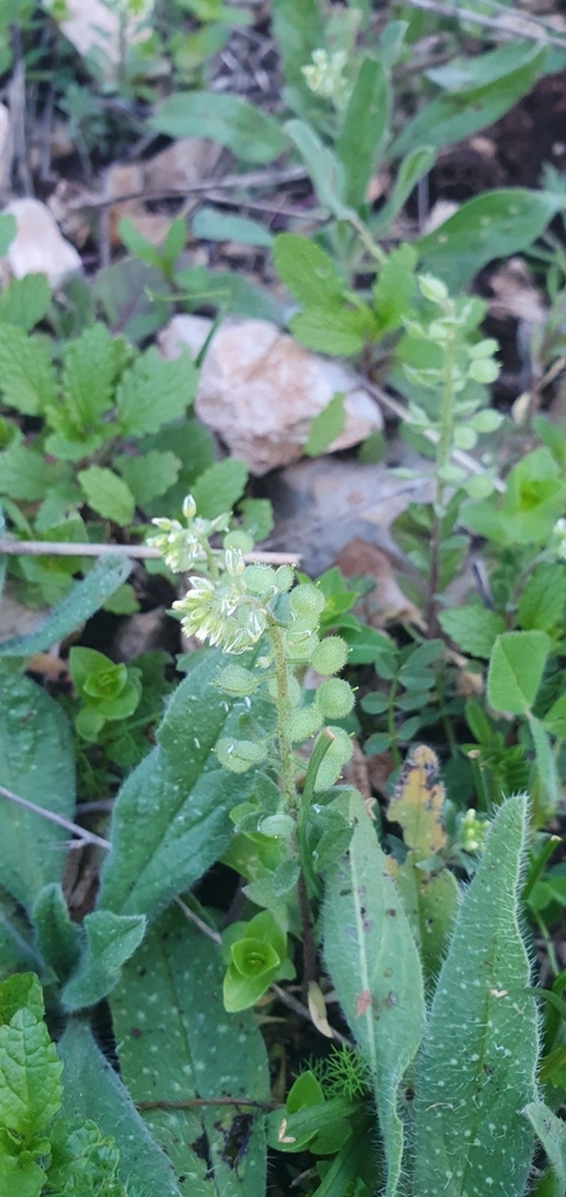 Alyssum photo 7
