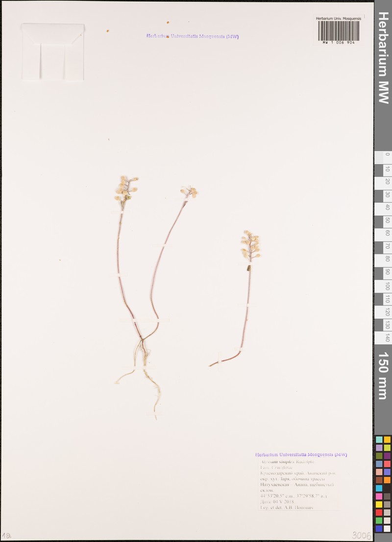 Alyssum strigosum subsp. strigosum