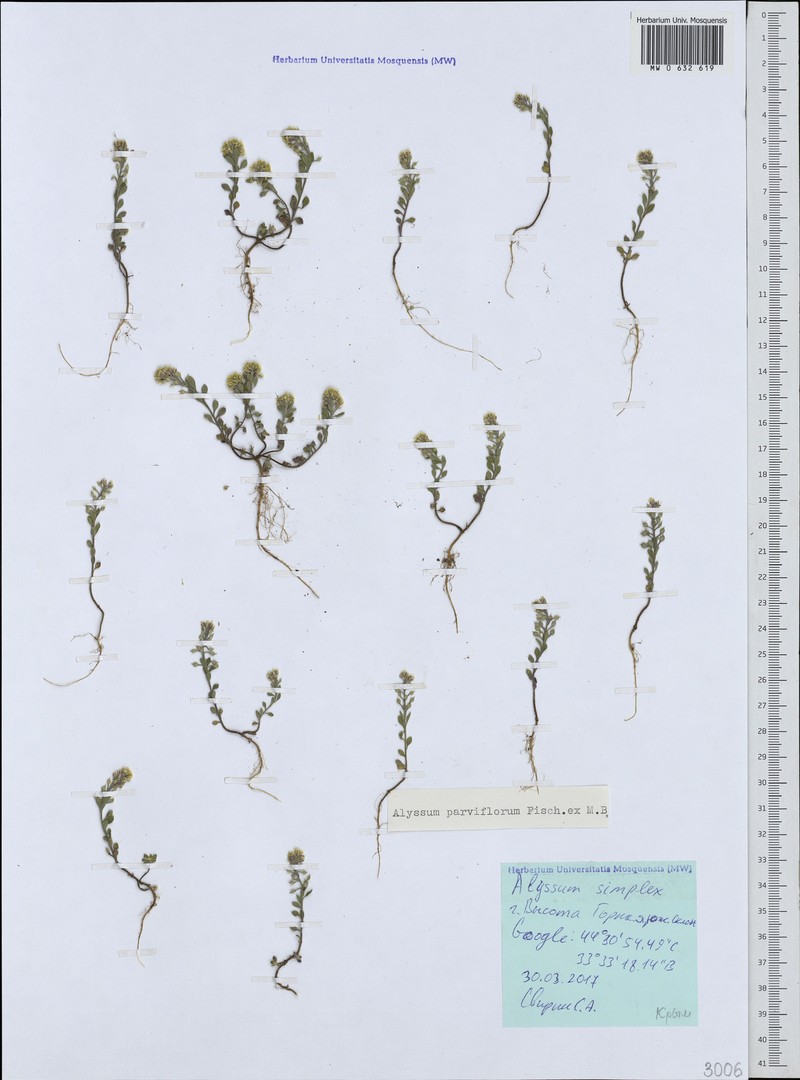 Alyssum strigosum subsp. strigosum photo 2