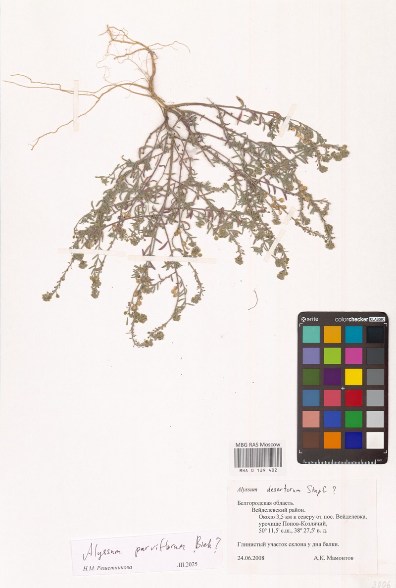 Alyssum strigosum subsp. strigosum photo 3