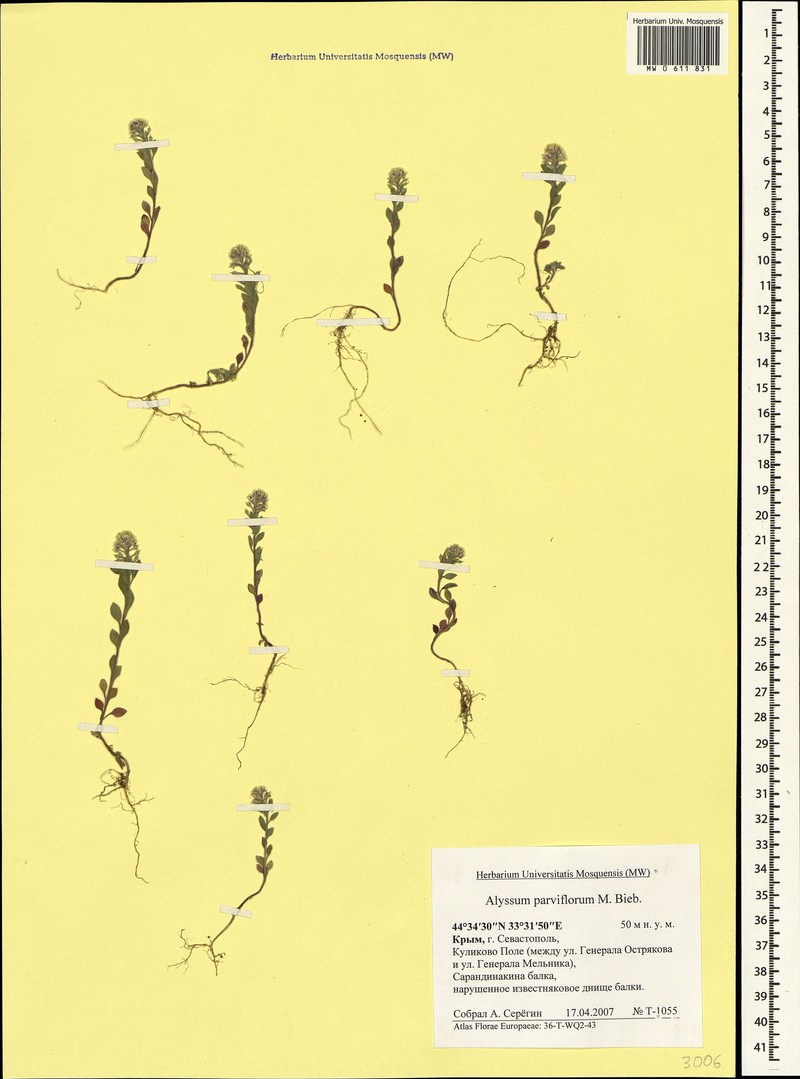 Alyssum strigosum subsp. strigosum photo 4