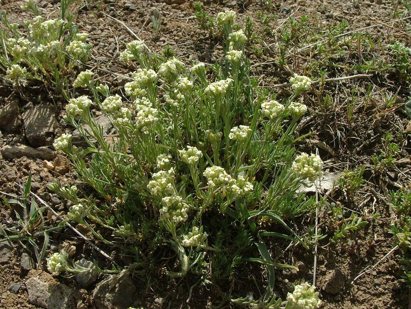 Alyssum thymops