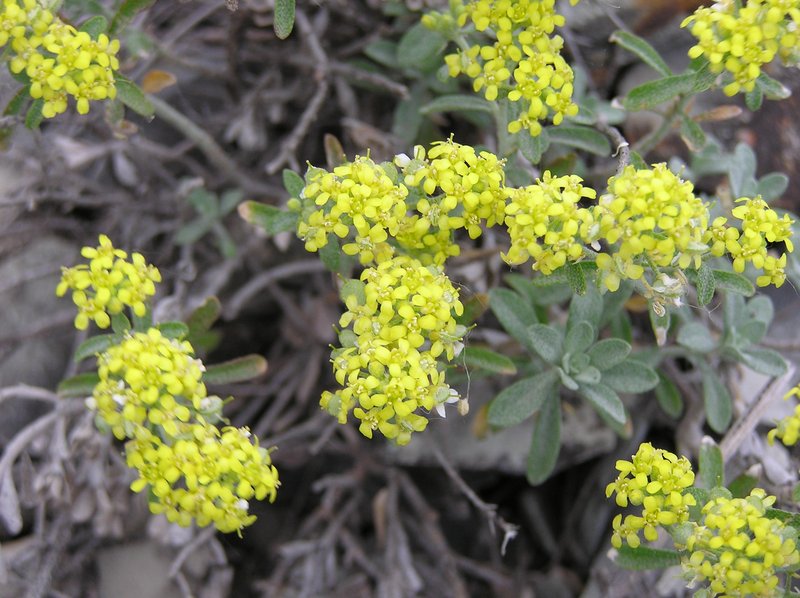 Alyssum tortuosum