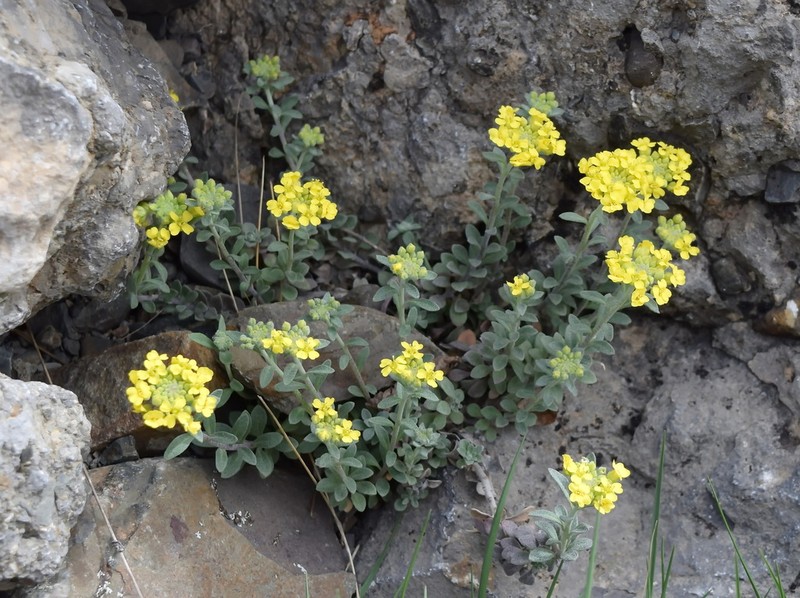 Alyssum trichostachyum