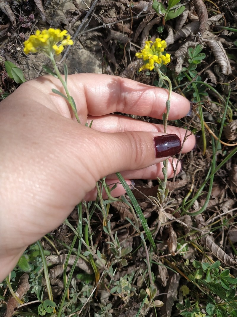 Alyssum trichostachyum photo 2