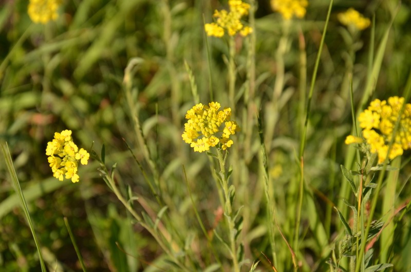 Alyssum trichostachyum photo 3