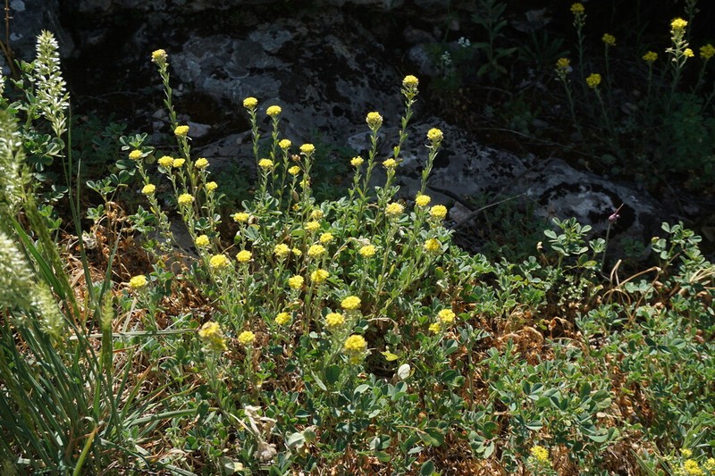 Alyssum trichostachyum photo 4