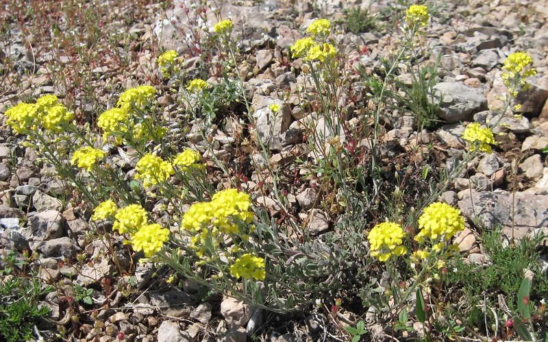 Alyssum trichostachyum photo 5