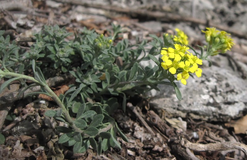 Alyssum trichostachyum photo 6