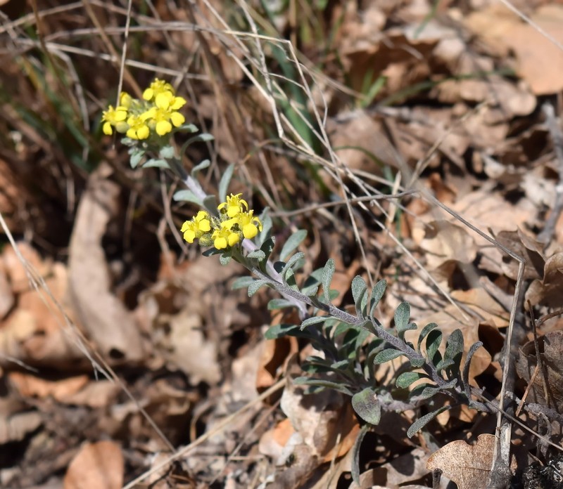 Alyssum trichostachyum photo 8