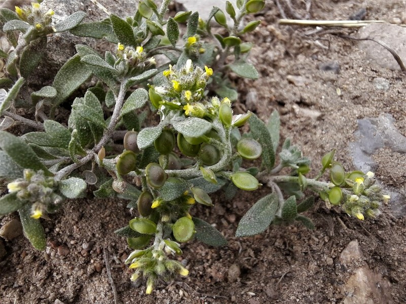 Alyssum turkestanicum