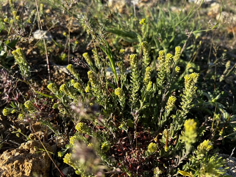 Alyssum turkestanicum photo 2