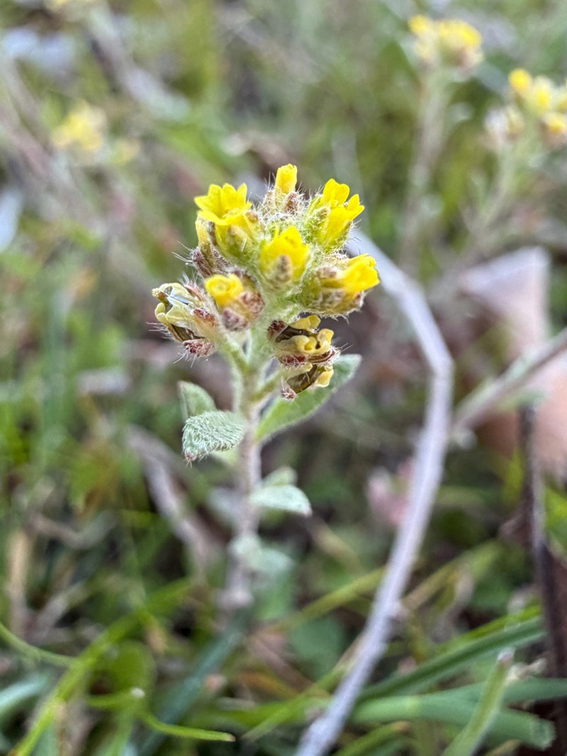 Alyssum turkestanicum photo 3