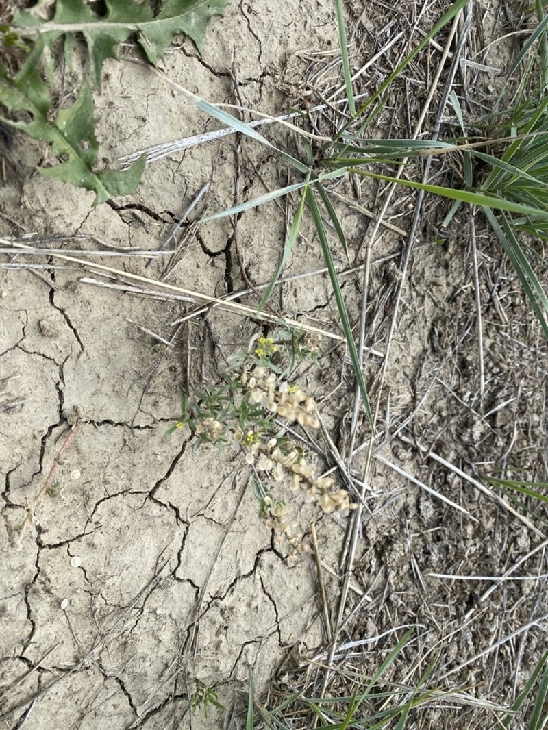 Alyssum turkestanicum photo 4