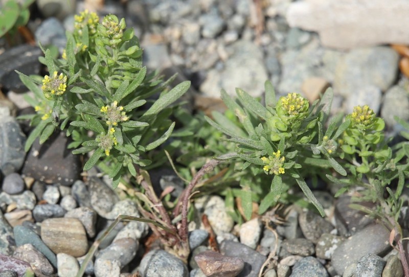Alyssum turkestanicum photo 5
