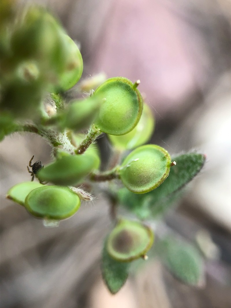 Alyssum turkestanicum photo 7