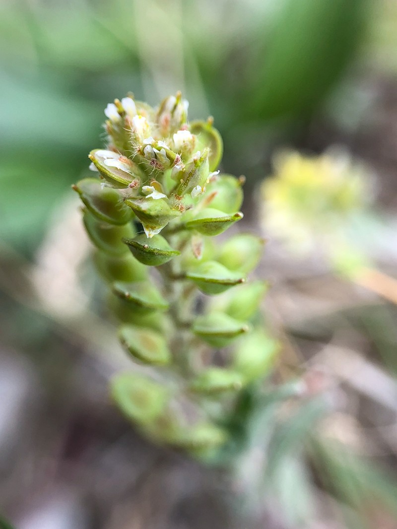 Alyssum turkestanicum photo 8