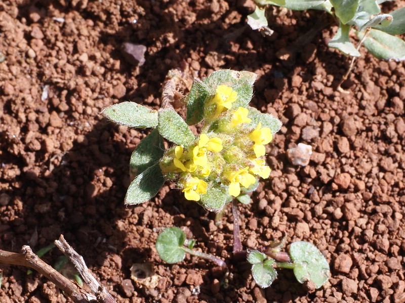 Alyssum umbellatum