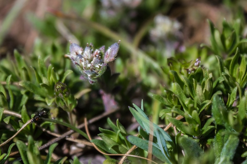 Alyssum umbellatum photo 2