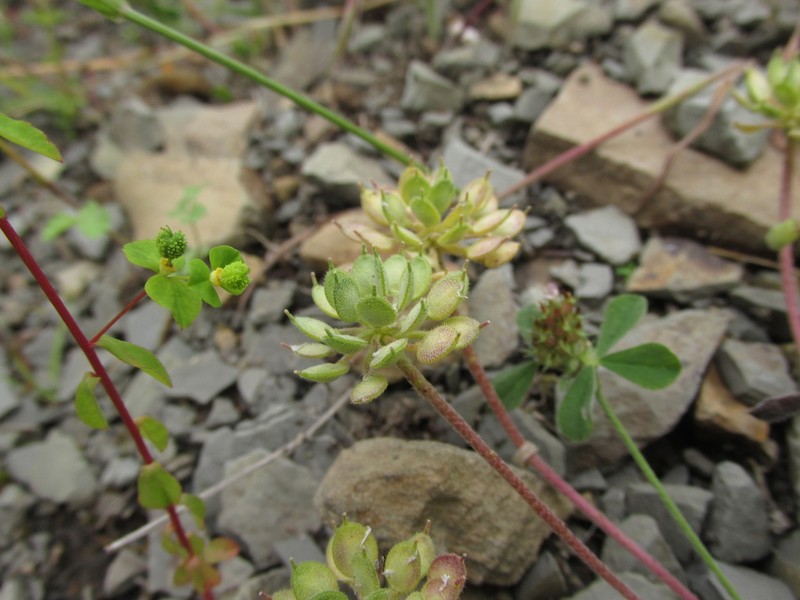 Alyssum umbellatum photo 3
