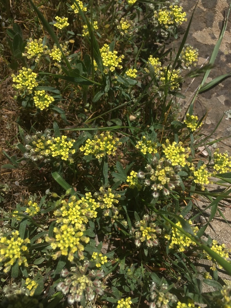 Alyssum umbellatum photo 4