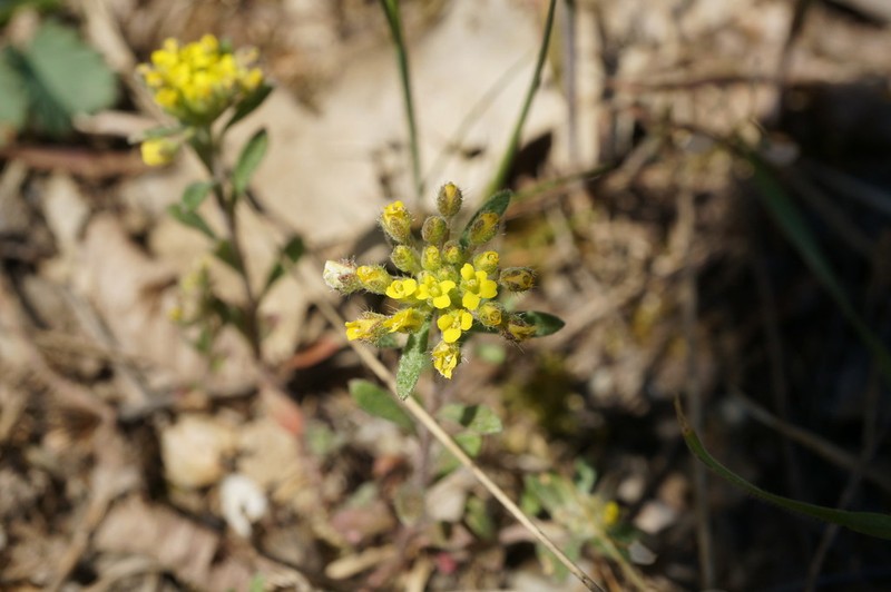 Alyssum umbellatum photo 5