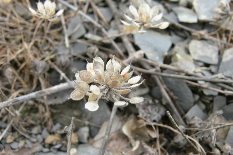 Alyssum umbellatum photo 6