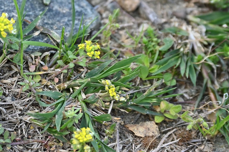 Alyssum umbellatum photo 7