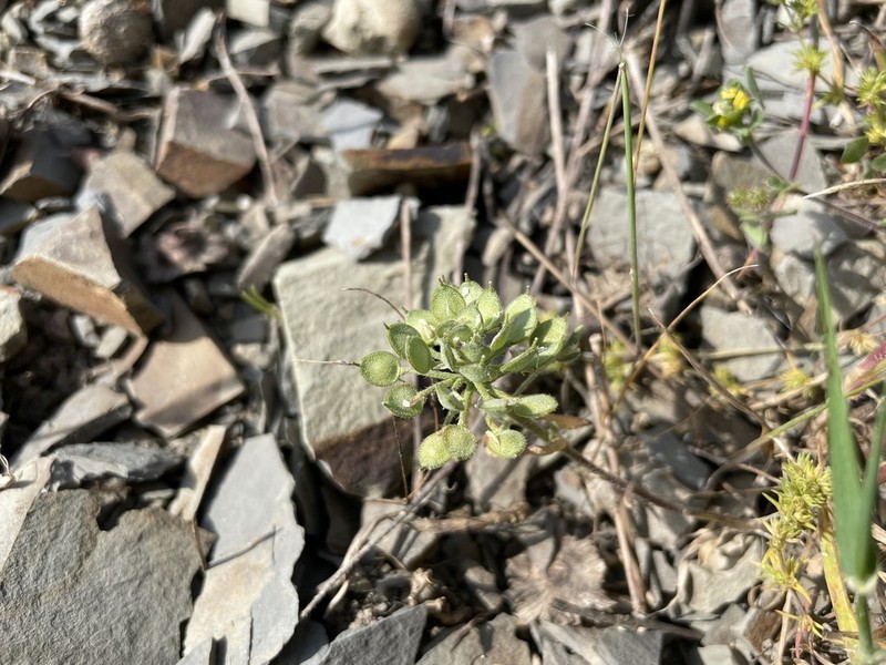 Alyssum umbellatum photo 8