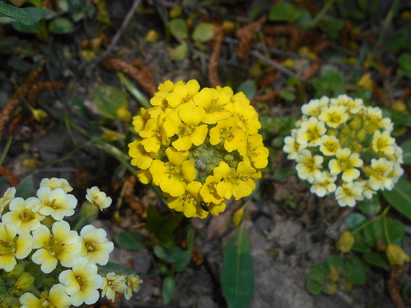 Alyssum wulfenianum