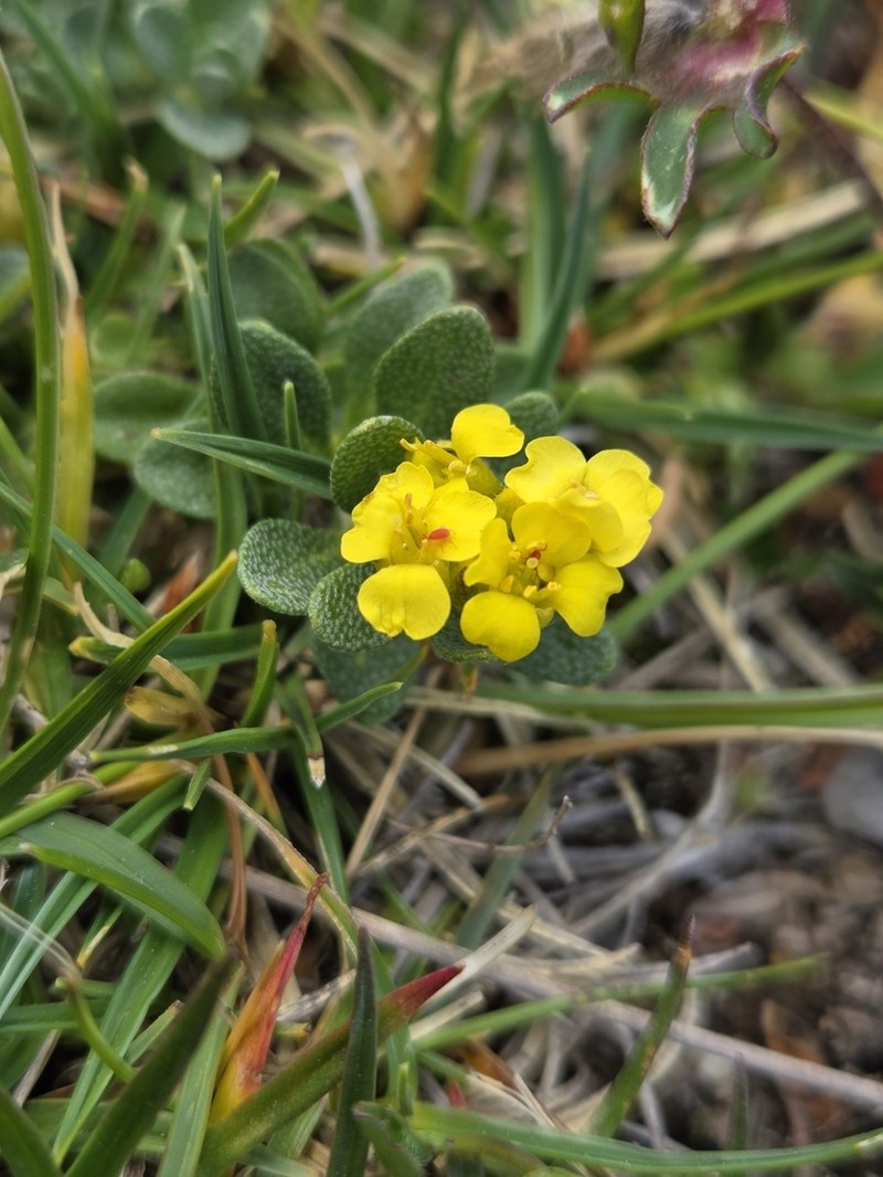 Alyssum wulfenianum photo 2
