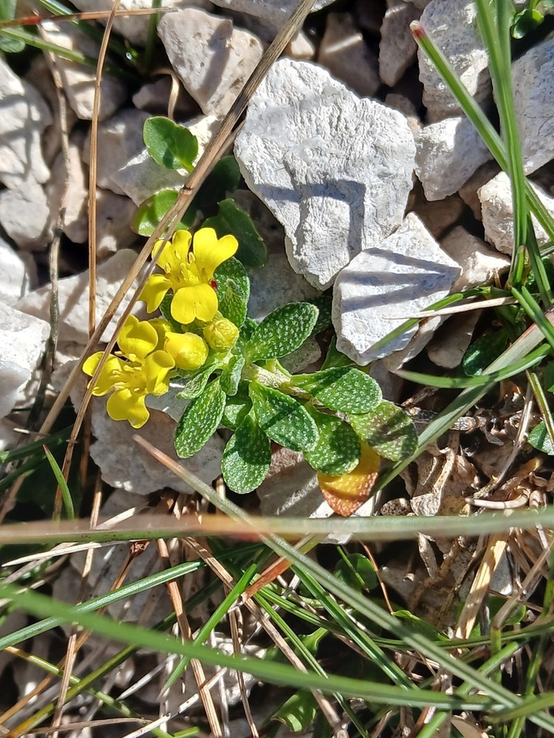 Alyssum wulfenianum photo 4