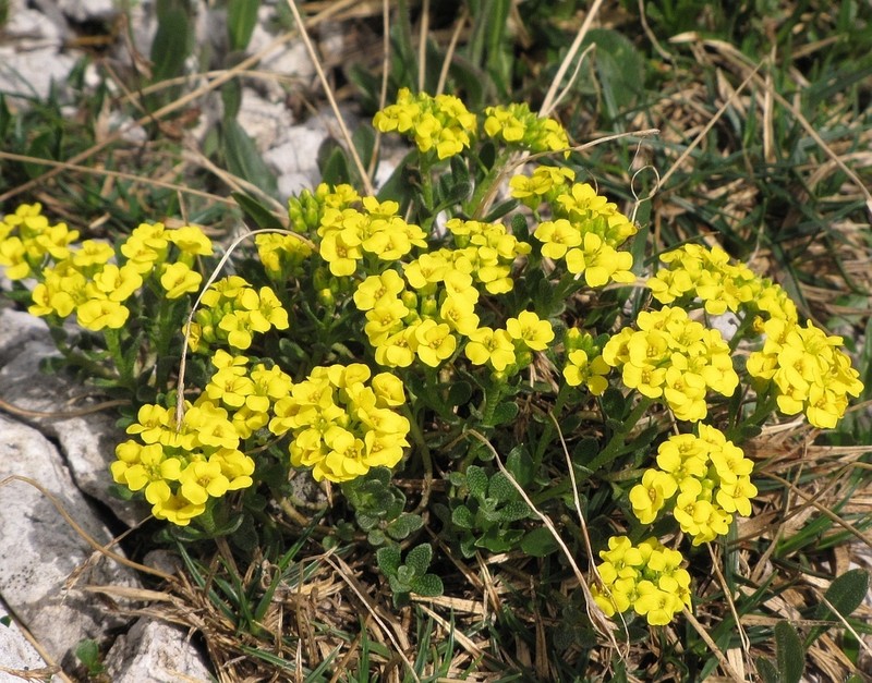 Alyssum wulfenianum photo 5