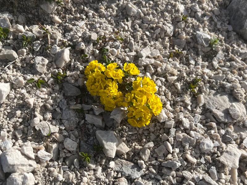 Alyssum wulfenianum photo 6
