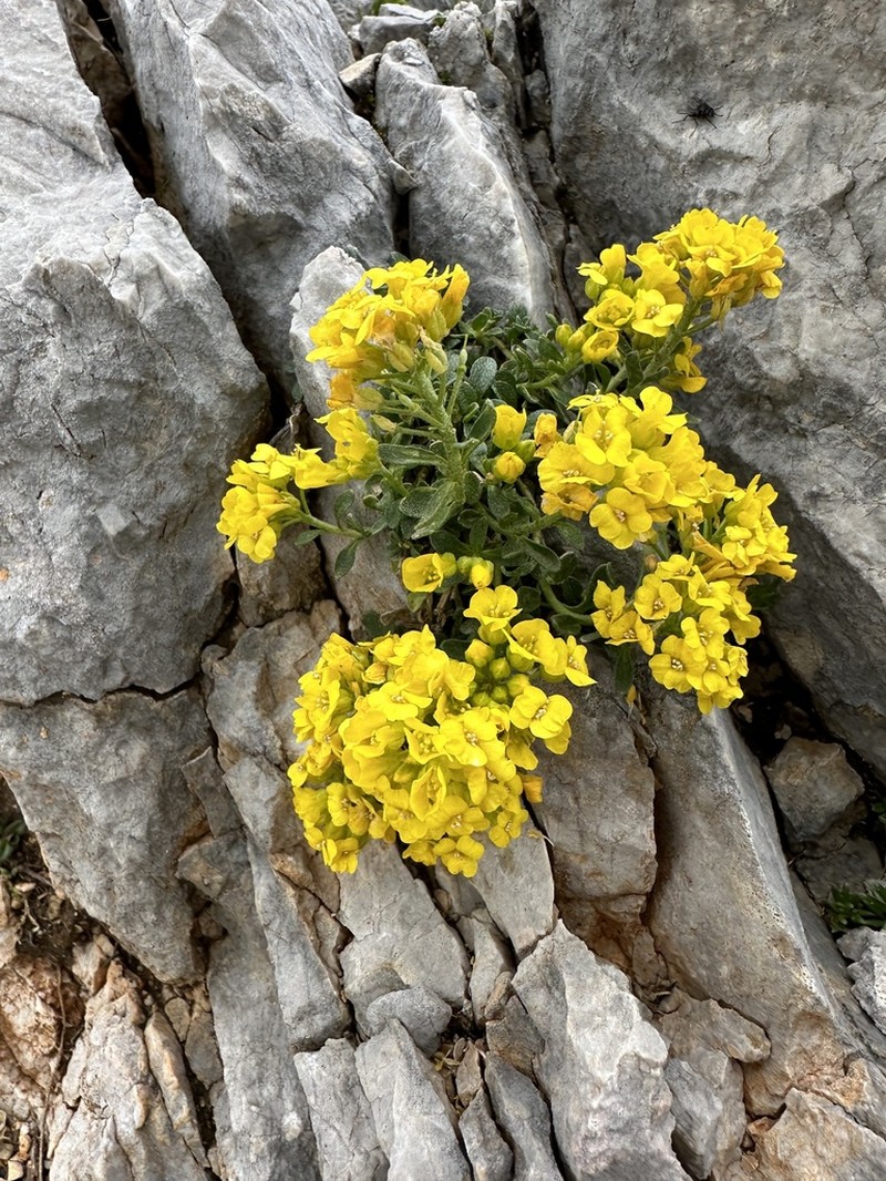 Alyssum wulfenianum photo 7
